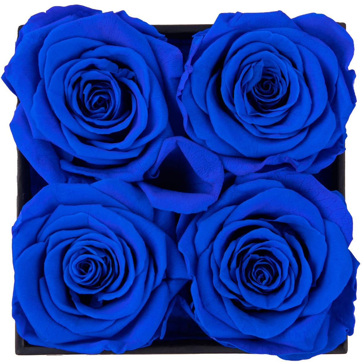 Impouo preserved roses closeup, showcasing durable petals and premium finish.
