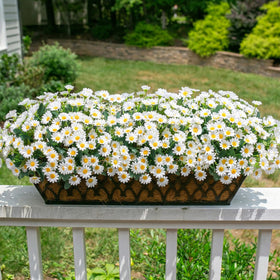 INSPRING porch decor in white blooms stays vibrant with UV-resistant construction.