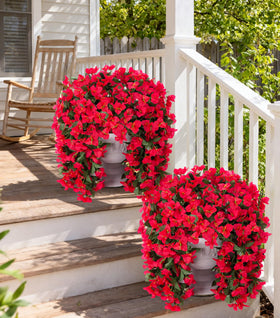 INSPRING bougainvillea trailing vines red in planter display outdoors