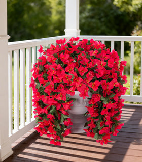 INSPRING two-pack bougainvillea vines providing seasonal color outdoors