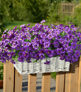 INSPRING purple petunia silk flowers brighten planters and patios.