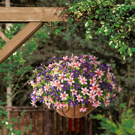 INQCMY all-weather blooms endure sun and rain without fading.