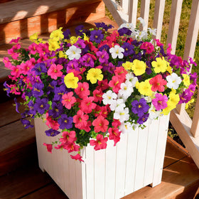 INQCMY morning glory with eucalyptus bundles brighten outdoor planters.