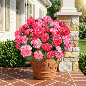 INSPRING six-bundles pack arranged for balcony decor and low-maintenance styling.