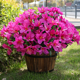 INSPRING azalea UV-resistant closeup showing fade-resistant petals for sunny patios