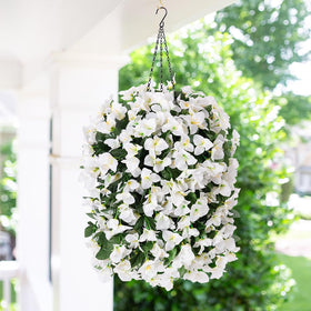 INSPRING Bougainvillea draping along garden path adds year-round charm.