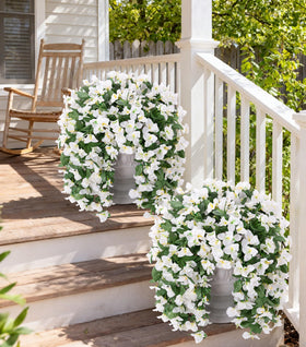 INSPRING Bougainvillea outdoor vines on porch for easy maintenance.