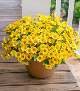 INSPRING daisy outdoor bundle with UV resistant faux flowers for porch decor