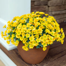 INSPRING yellow outdoor daisies brighten front doors with realistic stems
