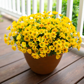 INSPRING yellow fake daisies ideal for patios and entryways