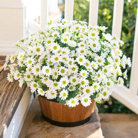 INSPRING daisy six-bundles packaging white ready to place.