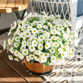 INSPRING daisy wired stem detail enabling easy arrangement for outdoor displays.