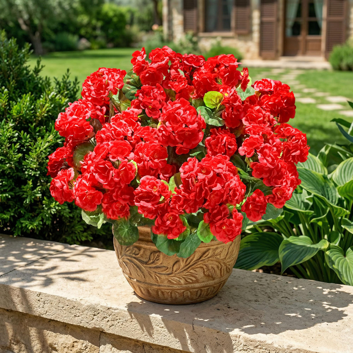 INSPRING UV-resistant geraniums outdoor close-up head with vivid petals
