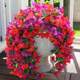 INSPRING faux bougainvillea trailing vine full-flower view highlights year-round color.