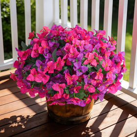 INSPRING hanging basket bougainvillea proves easy outdoor decor.