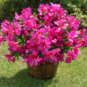 INSPRING maintenance-free azalea outdoor bundles keep spaces charming year-round