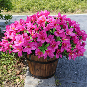 INSPRING outdoor azalea planter display demonstrates versatile use across garden beds
