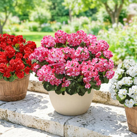 INSPRING outdoor geraniums UV-resistant design withstands sun and rain without fading.