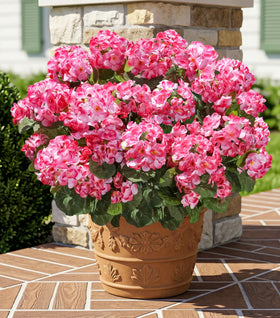 INSPRING pink silk geraniums close-up show vibrant petals and lifelike greenery.