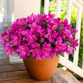 INSPRING porch azalea walkways scene stays vibrant through all seasons