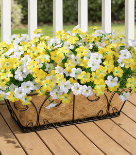 INSPRING realistic color gradients on petunia flowers for porch decor