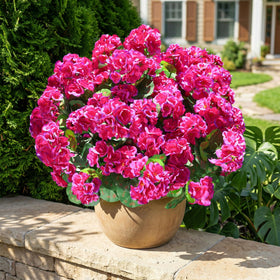 INSPRING silk geraniums fuchsia close-up highlights lifelike petals and vibrant color