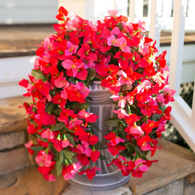 INSPRING two-pack bougainvillea vines deliver instant greenery year-round.