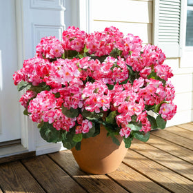 INSPRING six bundled geraniums are ideal for evergreen decor on porches and yards.