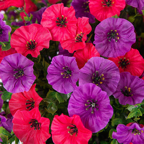 INXUGAO adjustable morning glory bundles help customize space quickly.