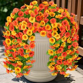 INXUGAO orange-yellow morning-glory hanging flowers brighten outdoor spaces.