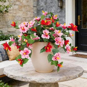 Vibrant red and pink hibiscus enhances porches, gardens, and windowsills.