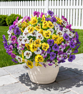 Ivydale 20pcs pansy bundles brighten outdoor spaces with maintenance-free color.