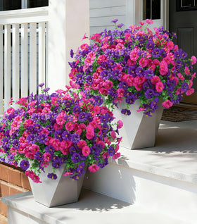 Ivydale 24-bundle outdoor petunias for planters add vibrant, maintenance-free color to patios.