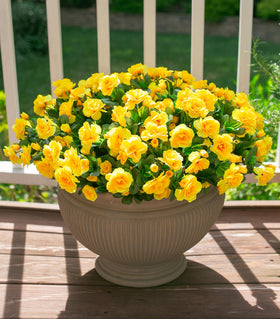 Ivydale outdoor camellia bundles arranged on a porch for instant curb appeal.