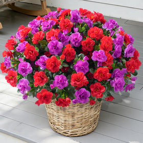 Ivydale outdoor camellia red closeup shows UV resistant, fade-free petals for porch decor