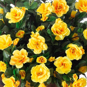 Ivydale outdoor camellias withstand sun and seasonal weather for display.