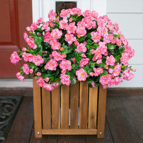 Ivydale pink camellia outdoor plant bundle shown on a balcony railing for instant elegance.
