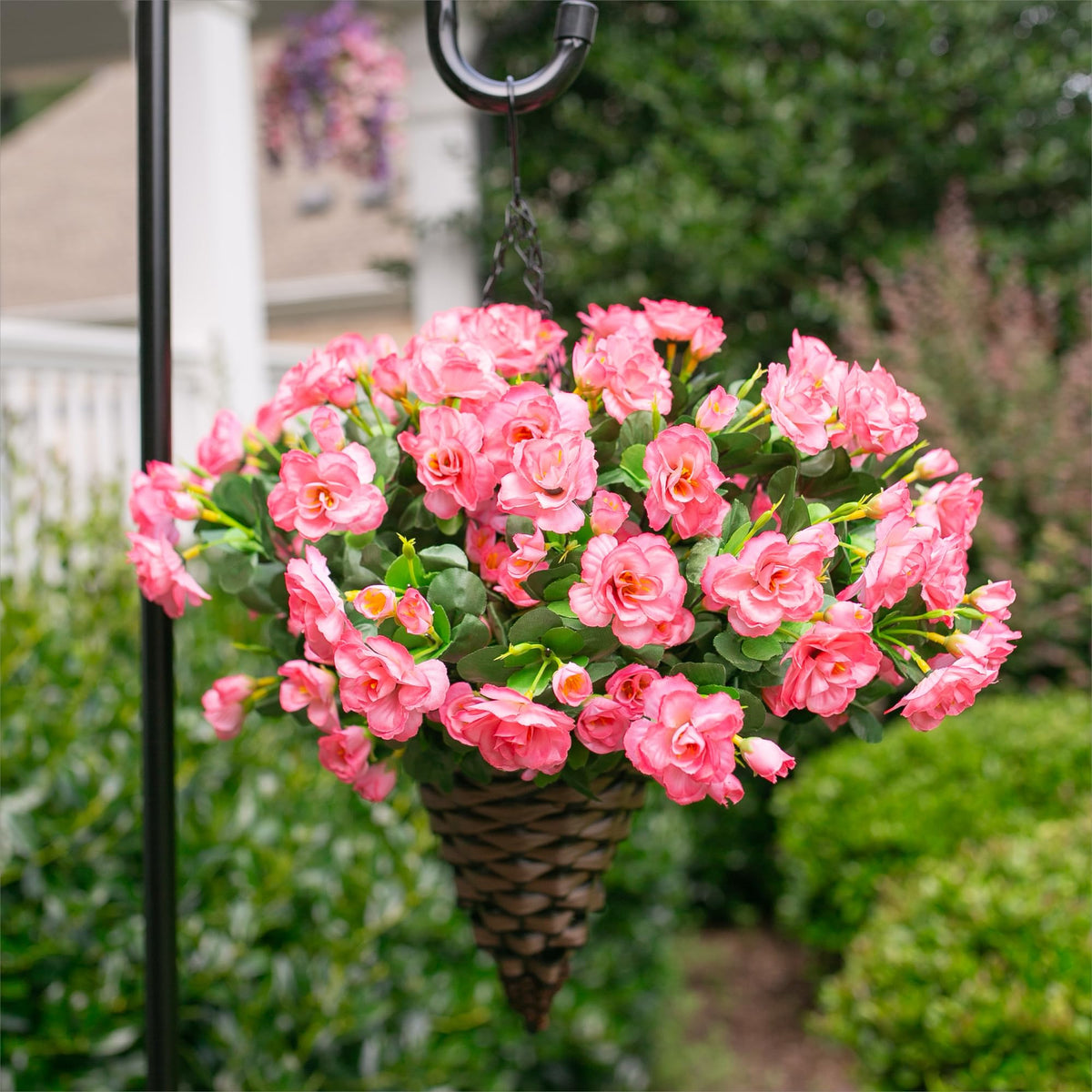 Ivydale camellia outdoor plant group in a balcony planter, easy setup and lasting beauty.