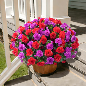 Ivydale outdoor camellia porch display red creates inviting, evergreen curb appeal