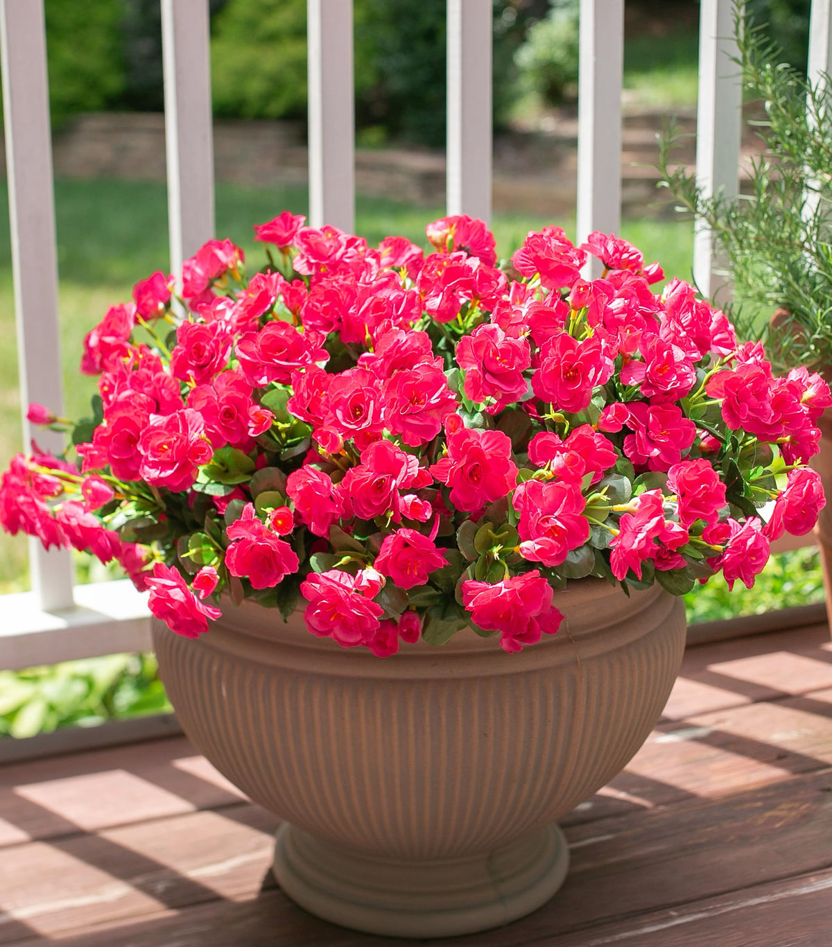 Ivydale weatherproof camellias withstand sun rain and wind