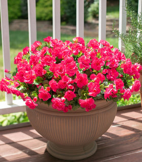 Ivydale weatherproof camellias withstand sun rain and wind