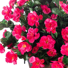 Ivydale camellias brighten yards and entryways all year