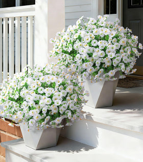 Ivydale artificial petunias outdoors in a planter for year-round color