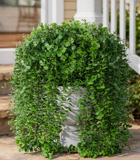 Ivydale eucalyptus hanging branch, second angle, realistic texture for porch displays