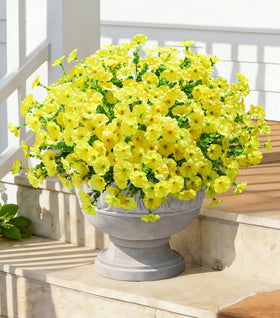 Ivydale winter-summer ready blooms maintain vivid hues in sunlight.