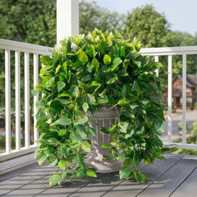 Ivydale faux pothos near a garden fence creates lush accents.