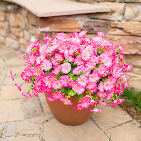 Ivydale hanging basket arrangement featuring pink morning glory and eucalyptus
