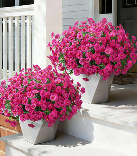 Ivydale morning glory with eucalyptus blooms for outdoor planters