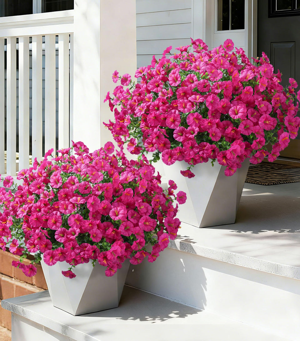 Ivydale morning glory with eucalyptus blooms for outdoor planters