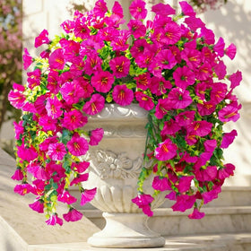 Ivydale Morning Glory hanging flowers full view for outdoor decor